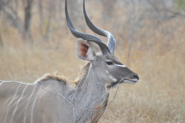Kudu in the Wild