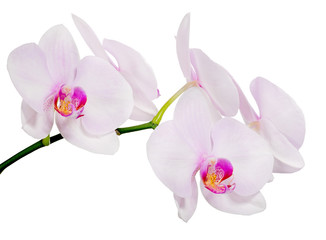 Obraz na płótnie Canvas isolated branch with five light pink orchid blooms