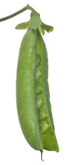 single open pea pod on white