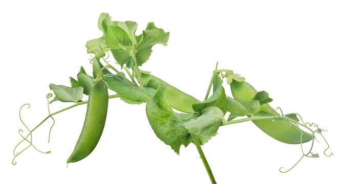 three pea pods with green leaves on white