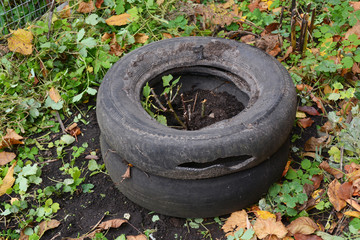 Winter Protection for Garden Roses Bush with Peat and Old Car Tires. Garden roses insulation with peat in autumn.