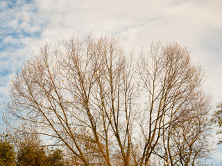 beautiful bare autumn branches in cloudy sky background