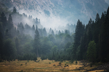 Amazing Misty Forest in Durmitor National Park, Montenegro