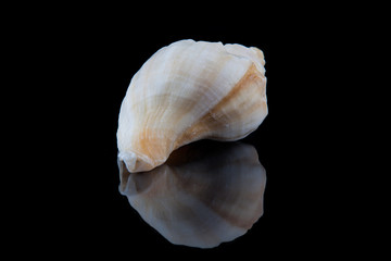 Sea shell conch isolated on black background .