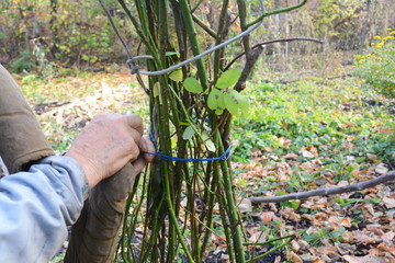 Fototapeta premium Kopiec ogrodnika i wiązany krzew róży. Przycinanie róż pnących do róż osłonowych na zimowe przymrozki.