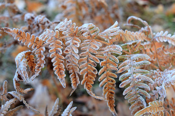 first autumn frosts
