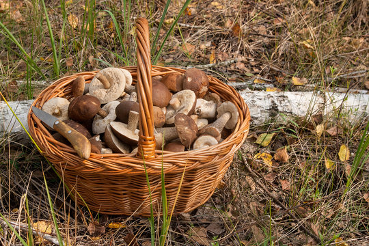 Brown cap boletus in the wicker basket on natural background..