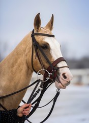 Fototapeta premium Portrait of a beautiful horse.