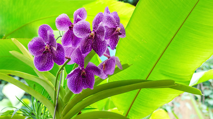 Exotic purple Orchid grows and blooms in the tropical garden of Tenerife,Canary islands.Beautiful...