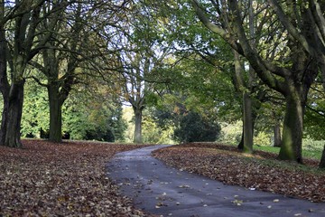 Fototapeta premium Park in the autumn