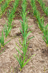 Young green garlic growing in the garden. Spring harvest. Rows in the ground.