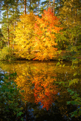 Obraz premium Zdjęcie jesiennych drzew i stawu