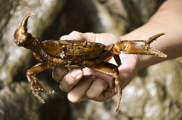 River Crab