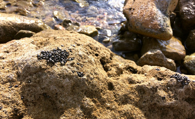 Coquillages regroupés en colonie au sommet des rochers à marée basse