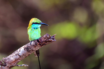 Juvenile green bee-eater or Merops orientalis