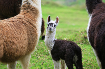 small  llamas
