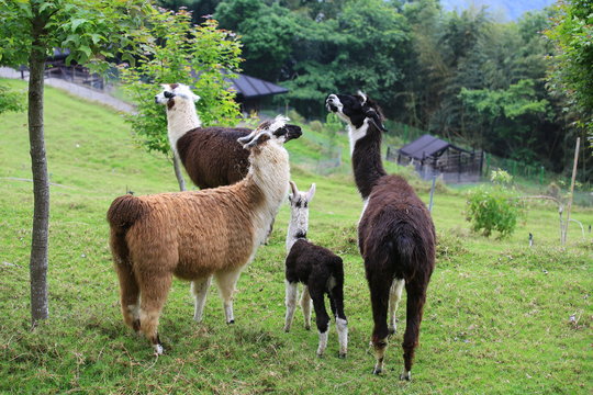 llama family in taichung