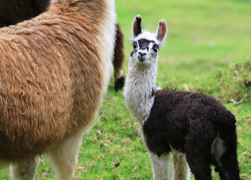 small  llamas
