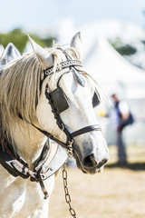 Cheval de traction agricole