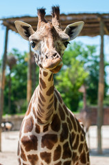 giraffe