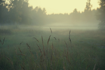 Autumn dry grass on a wild meadow against the backdrop of the setting sun in foggy weather close up, abstract autumn background, vanilla toning. Soft focus