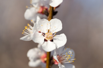 flowers on the tree in nature