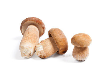 Several porcini mushrooms known as boletus edulis isolated on white background.