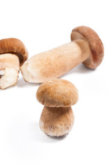 Several porcini mushrooms known as boletus edulis isolated on white background.