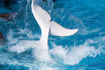 Fototapeta premium tail white dolphin in the pool