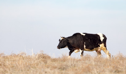 Cow on the pasture in the field