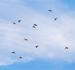 a flock of pigeons in the sky