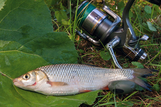 View of the European chub fish and fishing rod with reel on the natural background. .