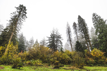 Fototapeta na wymiar Foggy Forest in Fall