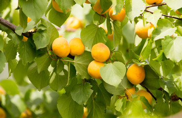 ripe yellow apricot on a tree