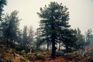 Fototapeta premium forest in fog