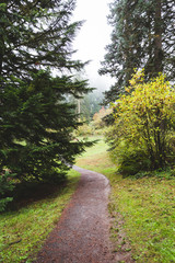Fototapeta na wymiar Foggy Forest Walking Path