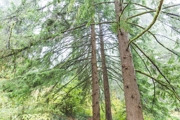 Fototapeta premium Mossy Trees in Wet and Foggy Forest