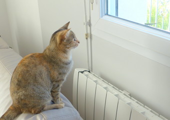 le chat curieux regarde par la fenêtre 