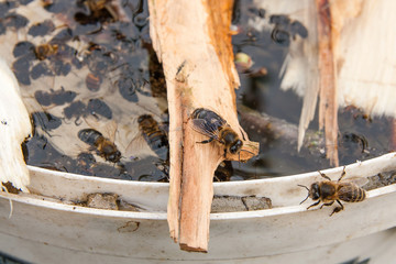 Bees drinking water in the summer..
