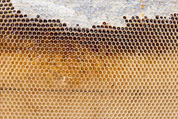 Close up view of honeycomb with honey as background..