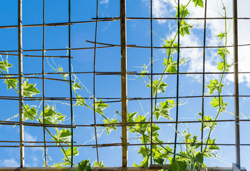 Gourd vine growing on trellis in summer in backyard garden