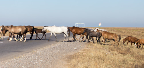 horse crossing the road