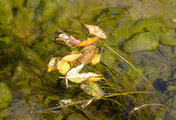 yellow leaves on the water surface