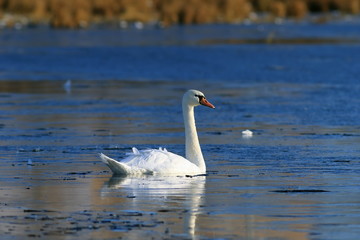 Cygnus olor. Swan muta autumnus mane in gelida lacus in Siberia