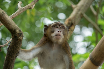 Monkey on a tree branch