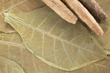 Dry leaves and tobacco (Nicotiana tabacum)