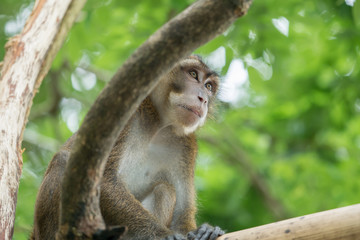 Monkey on a tree branch