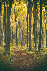 Fototapeta premium The road in the beautiful autumn forest