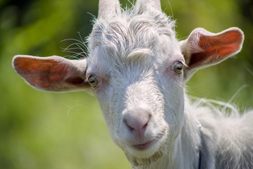 Portrait of a goat