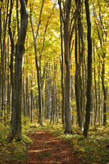 Obraz premium Droga w pięknym lesie jesienią